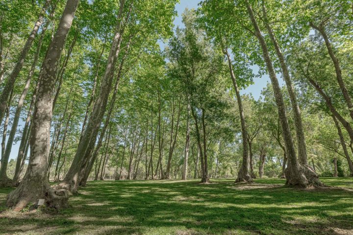 La Catedral Natural, un lloc molt especial entre arbres