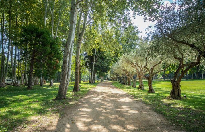 Camí de les Oliveres